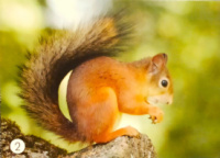 Тварини дикі. Міні картки односторонні. 27 шт.  8*12 см.