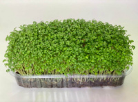 Мікрозелень кресс-салату