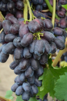 Виноград Лорано (вегетирующий саженец) Черенок 60 грн.