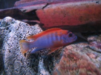 Лабидохромис «Хонги»ред ( Labidochromis spec. 'Hongi')
