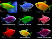 тернеции GLOFISH