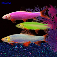 лабео GloFish