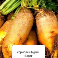 Буряк кормовий Варяг