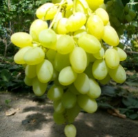 Виноград Ландыш (вегетирующий саженец) Черенок 35 грн.