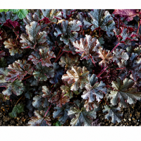 Гейхера Prince