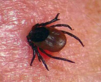 Спрей от клещей StoMite - эффективный спрей от клещей (СтоМит)