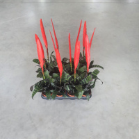 Врієзія ( Vriesea ) - кімнатна рослина сімейства бромелієвих (Bromeliaceae) 9*52