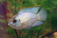 Нанокара Электрик блю (Andinoacara pulcher «Electric Blue Acara») 2,5см