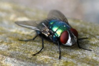 Уничтожение мух в Каменском