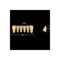 Акриловые зубы Tribos 501, фронт, низ - L7