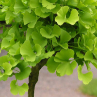 Гинкго Билоба «Ginkgo Biloba» (Привитая на штамб)