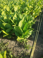 Табак «Американ 26»