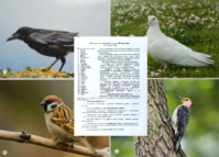 Птахи дикі. Комплект фотоілюстрацій. (27шт, розмір19х27см)
