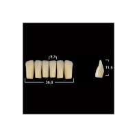 Акриловые зубы Tribos 501, фронт, низ - LV2 D3