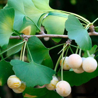 Гинкго Билоба (Ginkgo Biloba h - 0.3 - 0.4 м)
