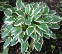 Хоста “Albomarginata” (Hosta undulata ‘Albomarginata’)