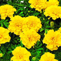 чорнобривці Малюк лимонні