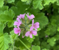 Attar of Roses (м'ята+лимон)