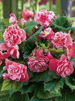 Бегонія Камелія