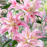 ​Лілія махрова Broken Hearth орієнтальна