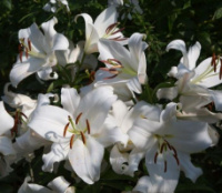 Лілія ОТ-гібрид Zambesi