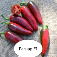 перець гіркий Рагнар F1 (PL 6223 F1)