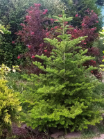 Пихта Корейская «Abies koreana»