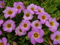 Oxalis depressa