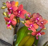 Доступні для відправки з 22 квітня 2026р. Trixion ароматна мультифлора з квітами 5 см 1.7 (торфстакан)