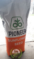 П63ЛЛ06 Pioneer (Класичний), насіння соняшника P63LL06 Піонер