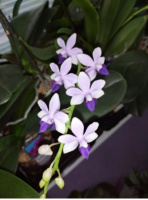 Phal сапфір Tzu Chiang Sapphire 1.7 (мох) ПРИЇЗД В ЧЕРВНІ