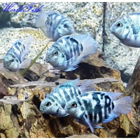 Трехгибридный попугай синий тигр (Hybrid cichlid) -3см