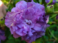Гибискус древовидный Purple Sunset 1-летка