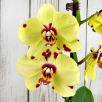 Phal. Romme Yellow Polkadots розмірі 1.7 (торфстакан)