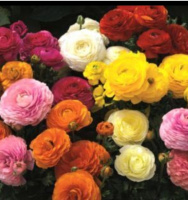 Лютик ( Ranunculus )