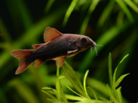 венесуэлла черная (Corydoras sp.BLACK-VENEZUELA) 2см