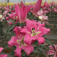 ​Лілія ОТ-гібрид Batavia