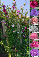 Гибискус древовидный мультипрививка из 7 сортов №38