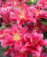 Лілія Grand Amour махрова орієнтальна