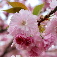 Сакура «Pink Perfection» 2х летняя