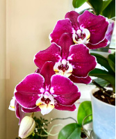 Доступні для відправки з 22 квітня 2026р. Armion квіти 10 см 1.7 (торфстакан)