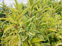 Форзиція “Golden Times” (Forsythia × intermedia ‘Golden Times’)