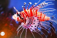 Мешканці вод. Риби. Міні картки односторонні. 27 шт.  8*12 см.