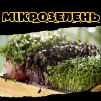 Мікрозелень