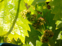 Удобрение для винограда «Дачная сотка»