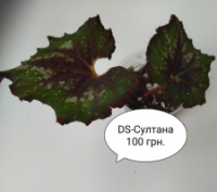 Бегонія DS-Султана