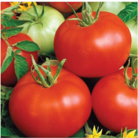 Насіння томатів Бобкат F1 (Bobcat F1) 10шт, Syngenta Seeds