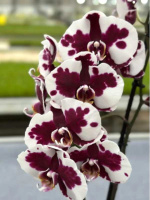 Доступні для відправки з 22 квітня 2026р. Black magic квіти 10 см 1.7 (торфстакан)