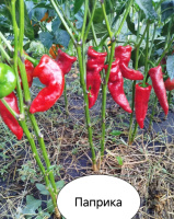 перець Паприка