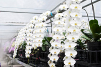 Phal. Sogo Yukidian Королівська орхідея